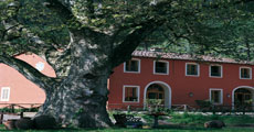 Casa Matteucci, Coselli Collection
